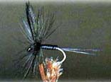 mouche